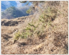  2025Ÿ��5062  ����