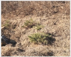  2025Ÿ��5062  ����