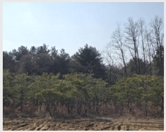  2025Ÿ5276  õ ϵ 905       ()