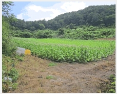  2025Ÿ��5358 ��� �ܾ籺 ����� ���̰ 294      ����(��1)���