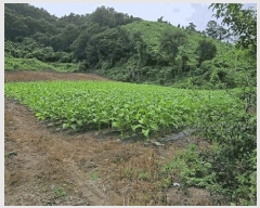  2025Ÿ��5358 ��� �ܾ籺 ����� ���̰ 294      ����(��1)���