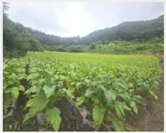  2025Ÿ��5358 ��� �ܾ籺 ����� ���̰ 294      ����(��1)���