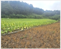  2025Ÿ��5358 ��� �ܾ籺 ����� ���̰ 294      ����(��1)���