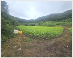  2025Ÿ��5358 ��� �ܾ籺 ����� ���̰ 294      ����(��1)���