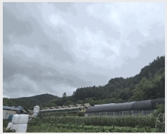  2025Ÿ��5386  �Ӿ߰��
