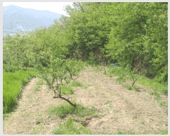  2025Ÿ��72 ��� ��õ�� û���� �ɿ��� 163-3      ����(��1)���