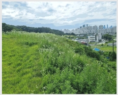  2025Ÿ��3577 ����Ư����ġ�� �ݳ��� ȣź�� 114-1       �ٸ��ü�,�󰡰��