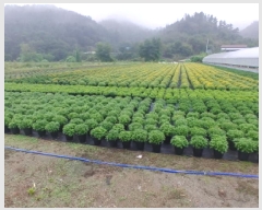  2025Ÿ��501895  ����