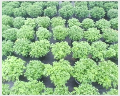  2025Ÿ��501895  ����