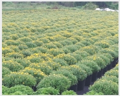  2025Ÿ��501895  ����