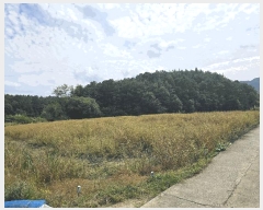  2025Ÿ��503422 �泲 �ݻ걺 �θ��� ��õ�� 14-8      ����(��)���