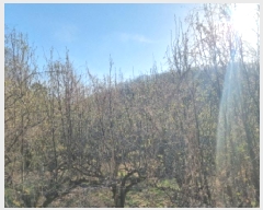  2025Ÿ��2460  �����