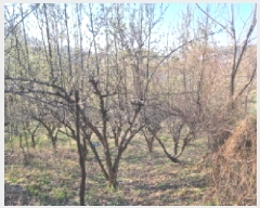  2025Ÿ��2460  �����