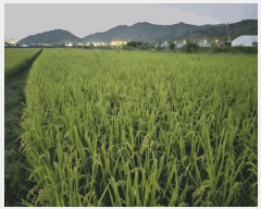  2025Ÿ��503333  ����