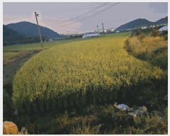  2025Ÿ��503333  ����