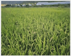  2025Ÿ��503333  ����