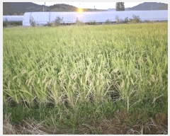  2025Ÿ��503333  ����