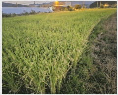  2025Ÿ��503333  ����