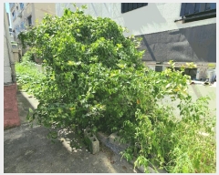  2025Ÿ��3780  �ٰ������ð��