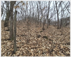  2025Ÿ��4006 ����Ư����ġ��  �屺�� ���и� ��2-5      ����(�Ӿ�)���