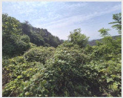  2025Ÿ��503444 ����Ư����ġ�� �屺�� �뱳�� 74-47       ����(�Ӿ�)���