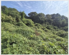  2025Ÿ��503444 ����Ư����ġ�� �屺�� �뱳�� 74-47       ����(�Ӿ�)���