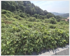  2025Ÿ��503444 ����Ư����ġ�� �屺�� �뱳�� 74-47       ����(�Ӿ�)���