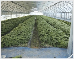  2025Ÿ��503724  ����