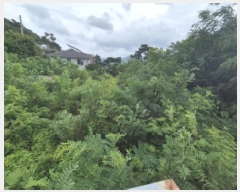  2025Ÿ��3675  �������