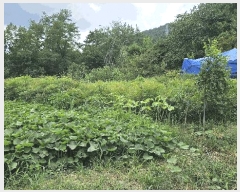  2025Ÿ��3733 ���� ������ ��굿 319-11       ����(��1)���
