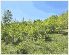  2025Ÿ��502328 ����Ư����ġ�� �屺�� ���и� 355-1       ����(��1)���