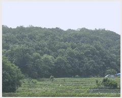  2025Ÿ502639 Ưġ  ո 98-5       (Ӿ)