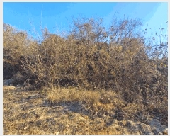  2025Ÿ��503851 ����Ư����ġ�� �ΰ��� ���긮 320-2       ����(��)���