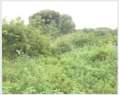  2025Ÿ��3589  ���������