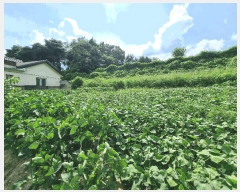  2025Ÿ��503138 ����Ư����ġ�� ����� ���⸮ 423-40       ����(��1)���