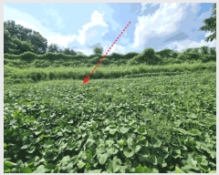  2025Ÿ��503138 ����Ư����ġ�� ����� ���⸮ 423-40       ����(��1)���