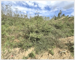  2025Ÿ��503450 ����Ư����ġ�� �屺�� �Ϻ��� 429-3       ����(�Ӿ�)���