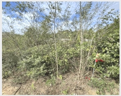  2025Ÿ��503450 ����Ư����ġ�� �屺�� �Ϻ��� 429-3       ����(�Ӿ�)���