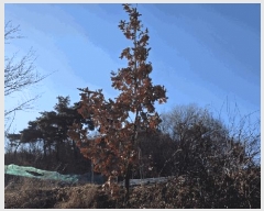  2025Ÿ��504060 ����Ư����ġ�� ����� ���긮 382-2       ����,â�����