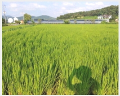  2025Ÿ��503034  �����