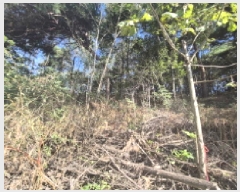  2025Ÿ��503492 ����Ư����ġ�� �屺�� ���踮 351-1       ����(�Ӿ�)���