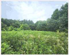  2025Ÿ��1036  �Ӿ߰��