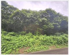  2025Ÿ��1036  �Ӿ߰��