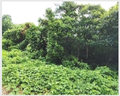  2025Ÿ��1036  �Ӿ߰��