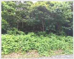  2025Ÿ��1036  �Ӿ߰��