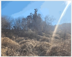  2025Ÿ15550 泲 õ θ  15      (Ӿ)