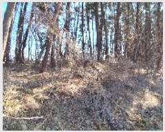  2025Ÿ15550 泲 õ θ  15      (Ӿ)