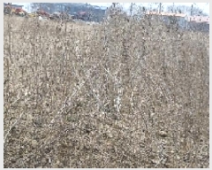  2025Ÿ15596 泲 ɽ 浿 1745       ()