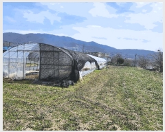  2025Ÿ15611 泲 ɽ õ θ 250      (1)