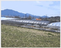  2025Ÿ15611 泲 ɽ õ θ 250      (1)